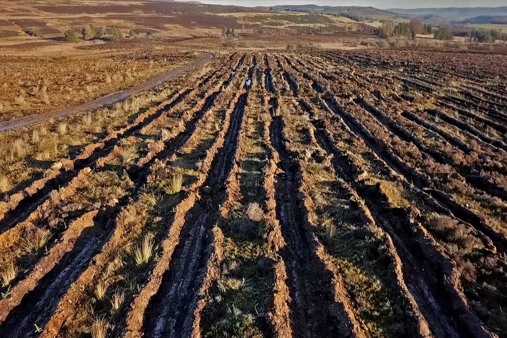 Woodland Establishment